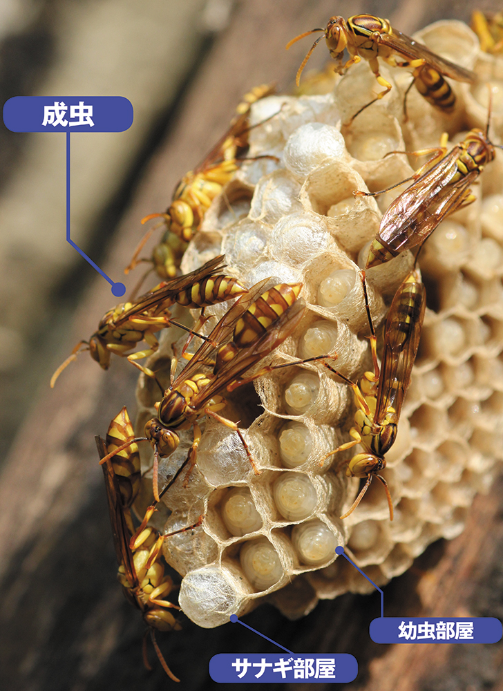 雑誌で紹介された 蜂の巣 夏休みの研究に アシナガバチ